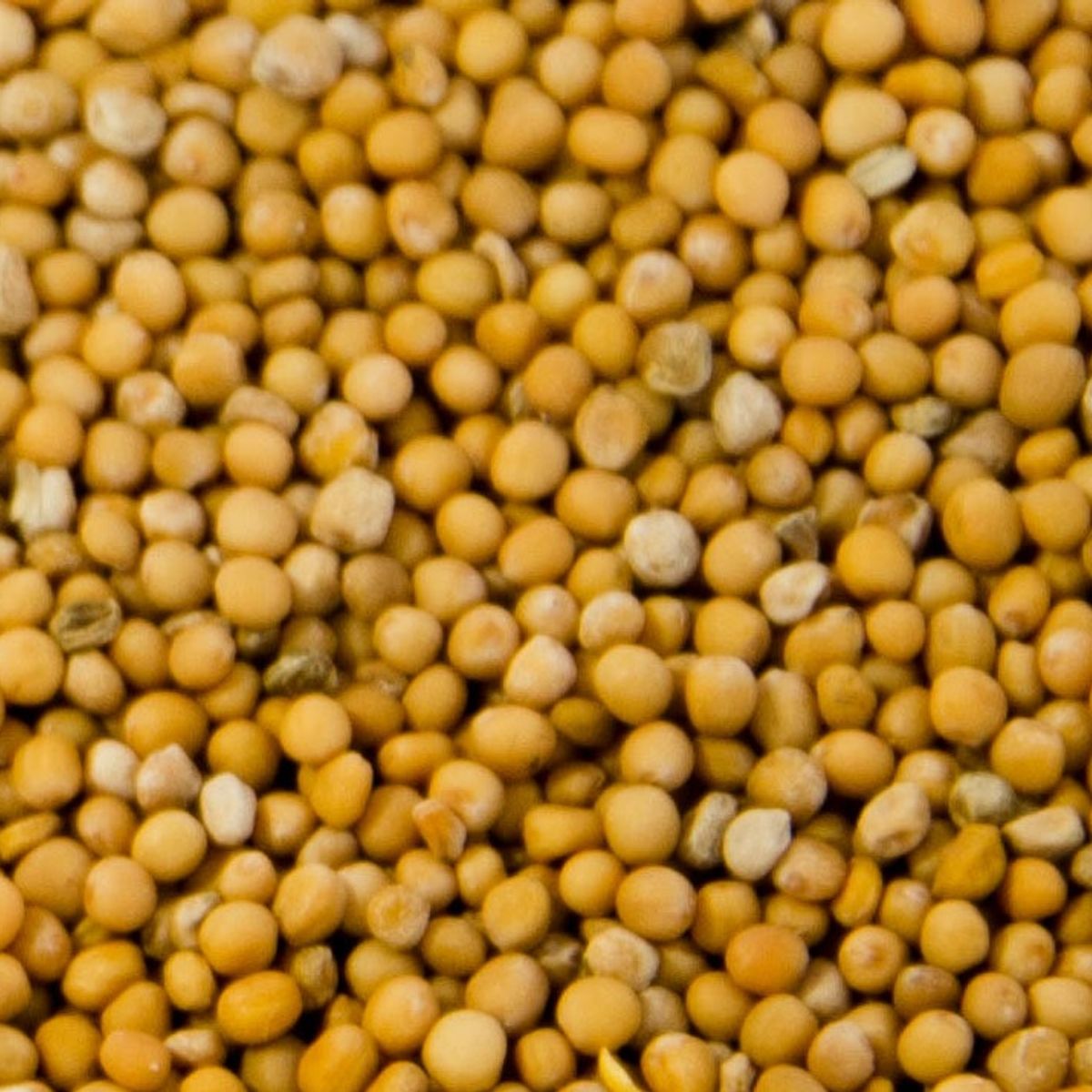 GENERICO - Mostaza Amarilla grano o Semillas La Especiería 100% Natural Sin Aditivos La Especieria 80g