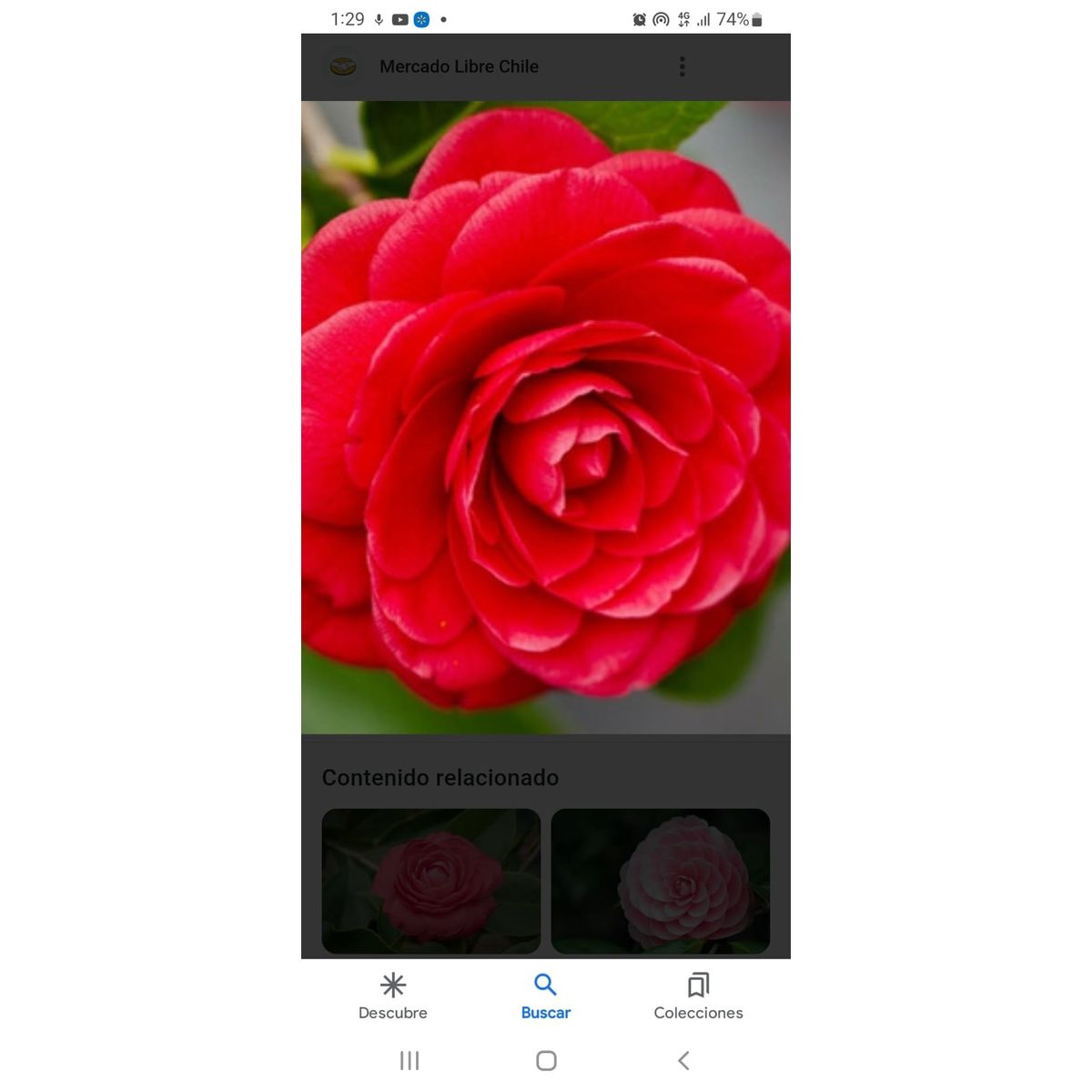 GENERICO - Camelia roja doble ( Camelia japónica) 40 cm. aprox.