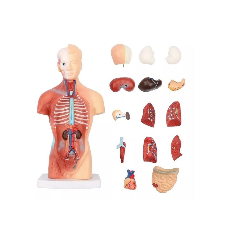 GENERICO - Torso Humano 28 Cm - Modelo Anatómico Órganos Extraíbles