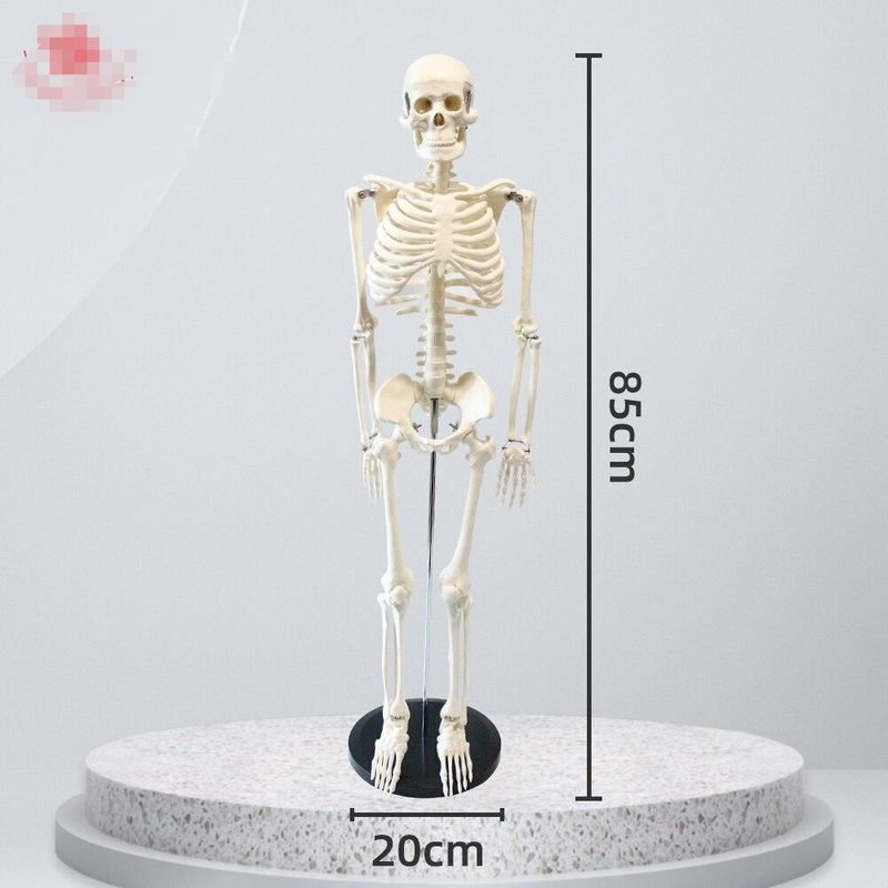 GENERICO - Esqueleto 85 Cm - Modelo Anatómico