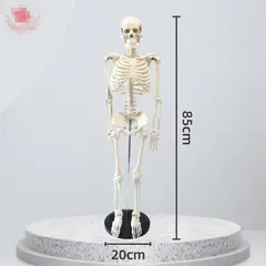 GENERICO - Esqueleto 85 Cm - Modelo Anatómico