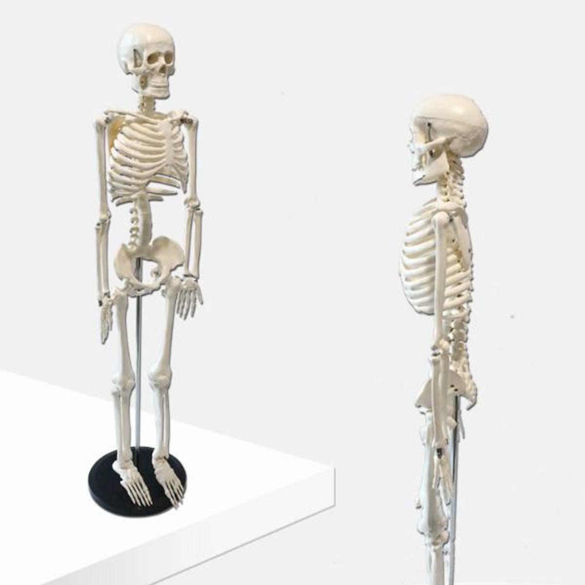 GENERICO - Esqueleto 85 Cm - Modelo Anatómico