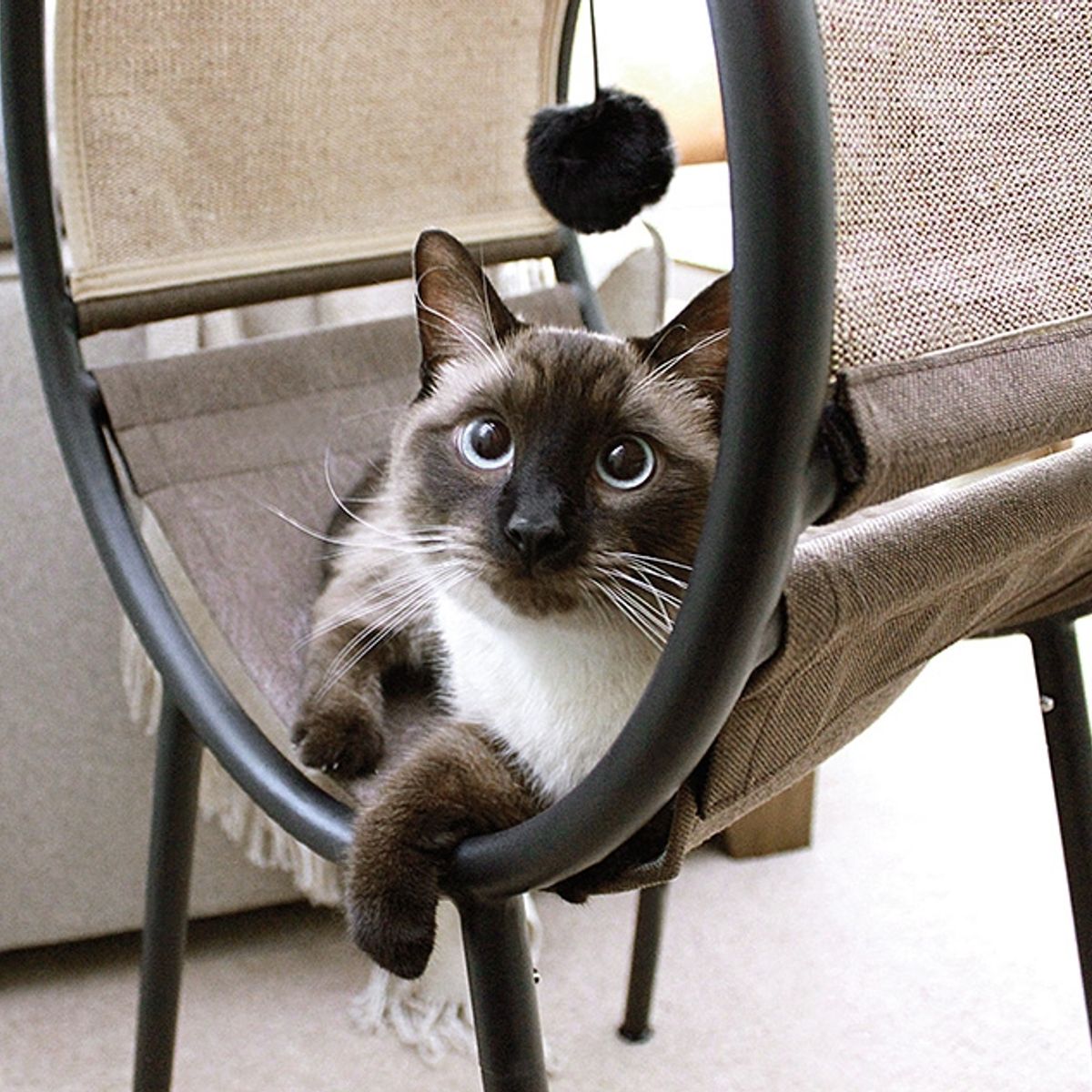 MYFAV - Sauder Pet Home Launge Para Gatos