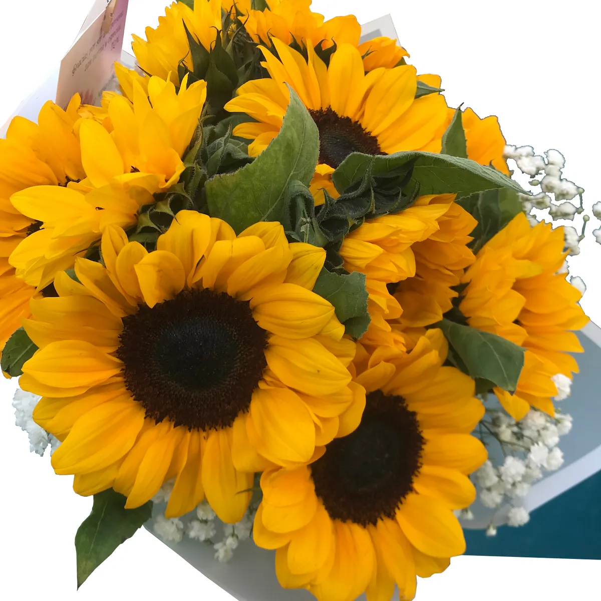 GENERICO - Ramo de 8 Girasoles Maules y Gypsophilas. (Flores Naturales)