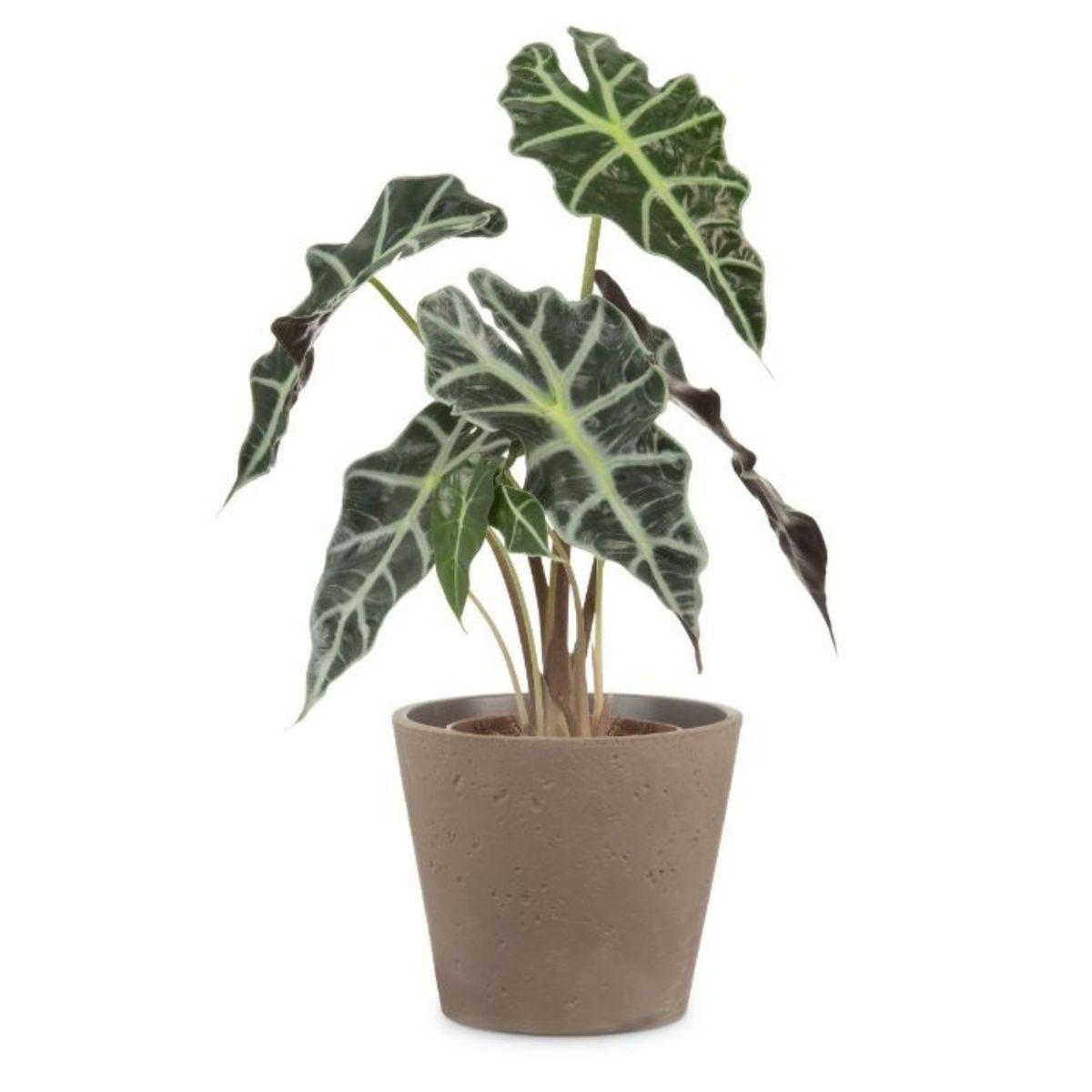 SCHEURICH - Macetero Cerámica 15 cm Café.