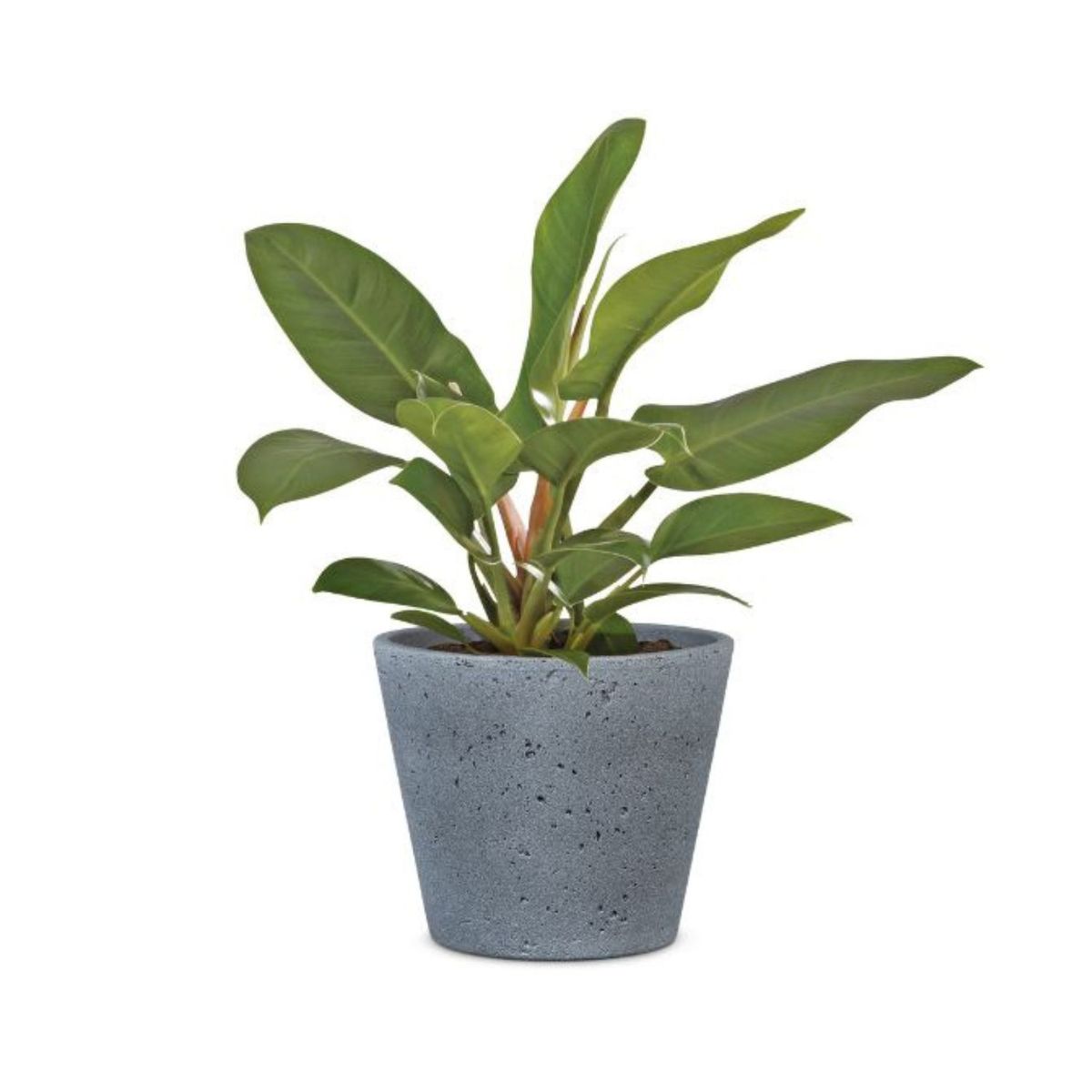 SCHEURICH - Macetero Cerámica 24 cm Gris