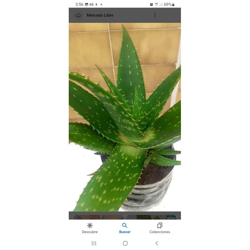 GENERICO - Aloe vera 20 cm. aprox.