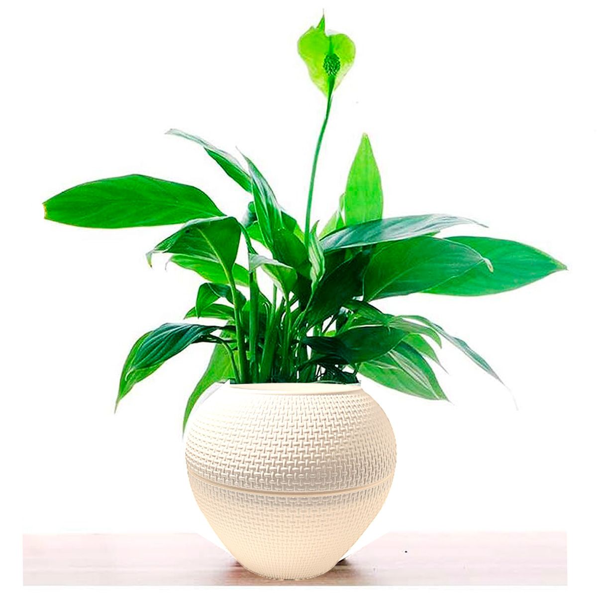 GENERICO - Macetero Decoración plantas con drenaje blanco