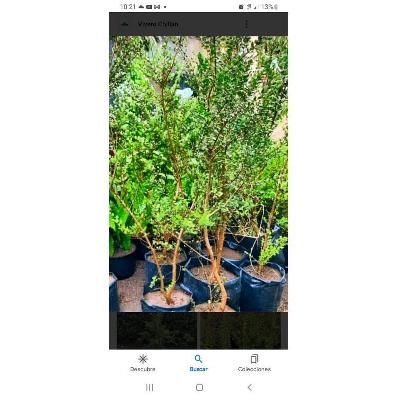 GENERICO - Arrayán chileno o palo colorado (Luma apiculata) 40 cm aprox.