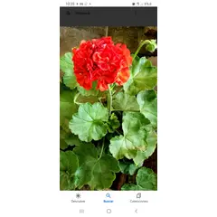 GENERICO - Cardenal (Pelargonium hortorum) de 50 cm.…