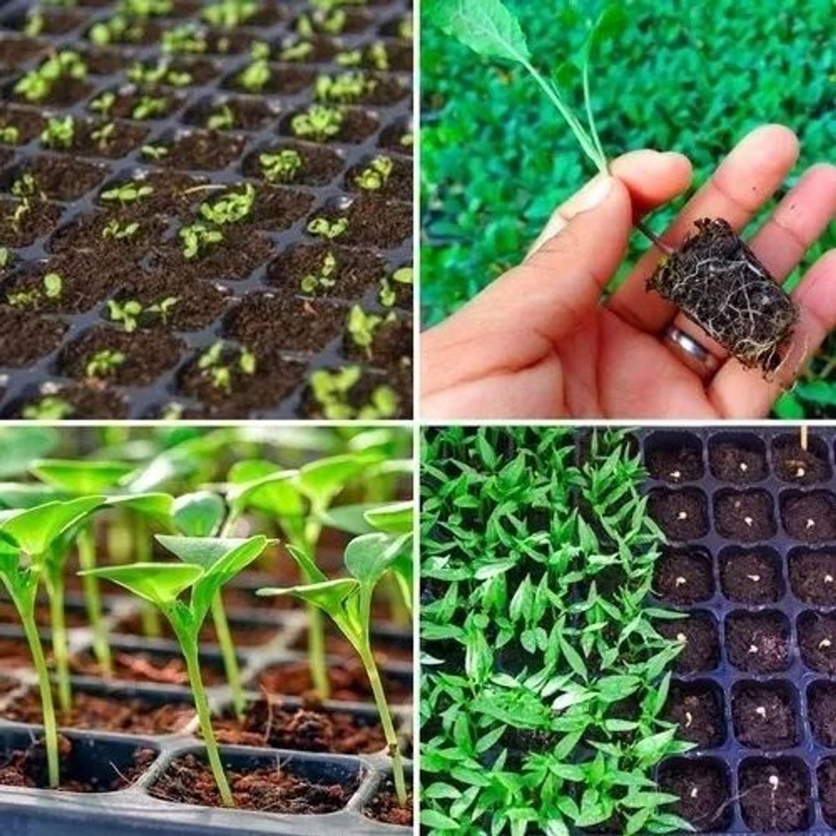 KUANGYE - Almacigueras Bandejas Rígidas 12 Und Pack