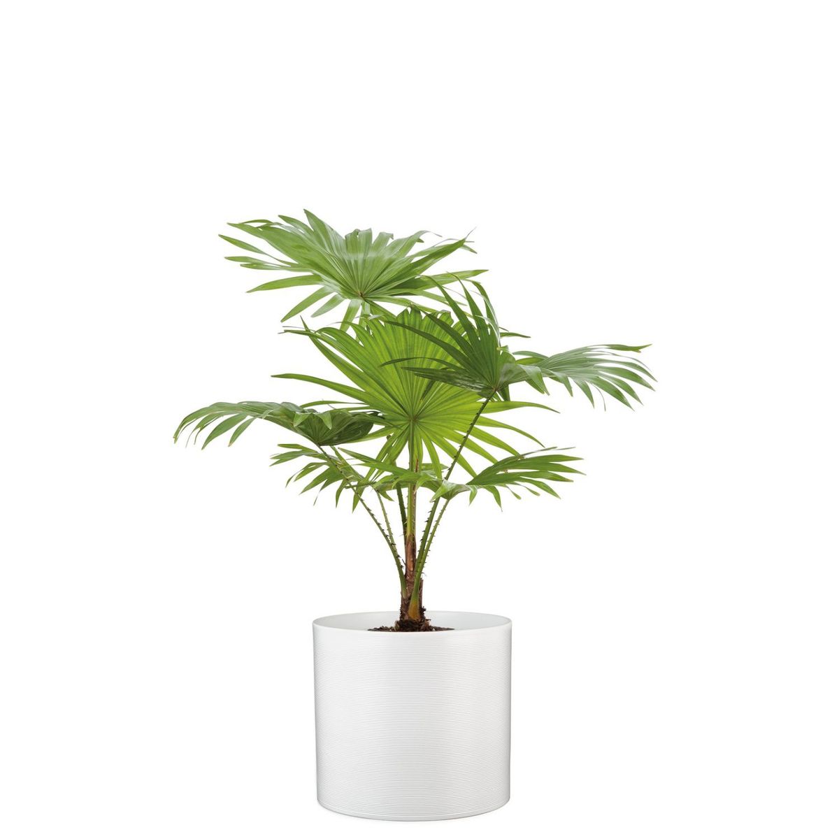 SCHEURICH - Macetero Cerámica 28 cm Blanco