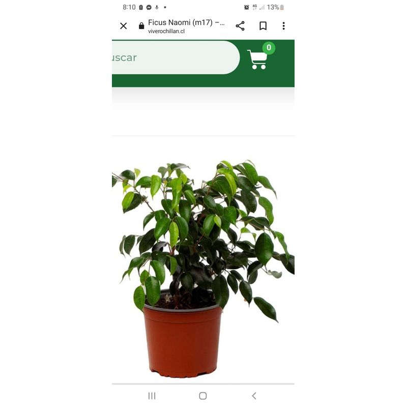 GENERICO - Ficus benjamina Ficus benjamina 40cm…