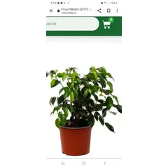GENERICO - Ficus benjamina Ficus benjamina 40cm…