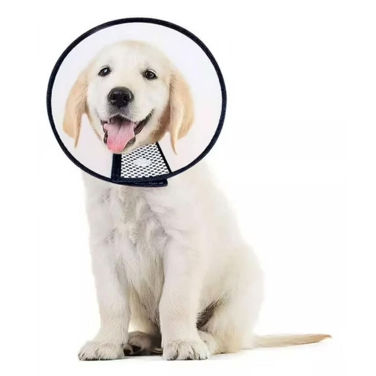 GENERICO - Collar Isabelino Para Mascotas Perros Y Gatos - Talla L