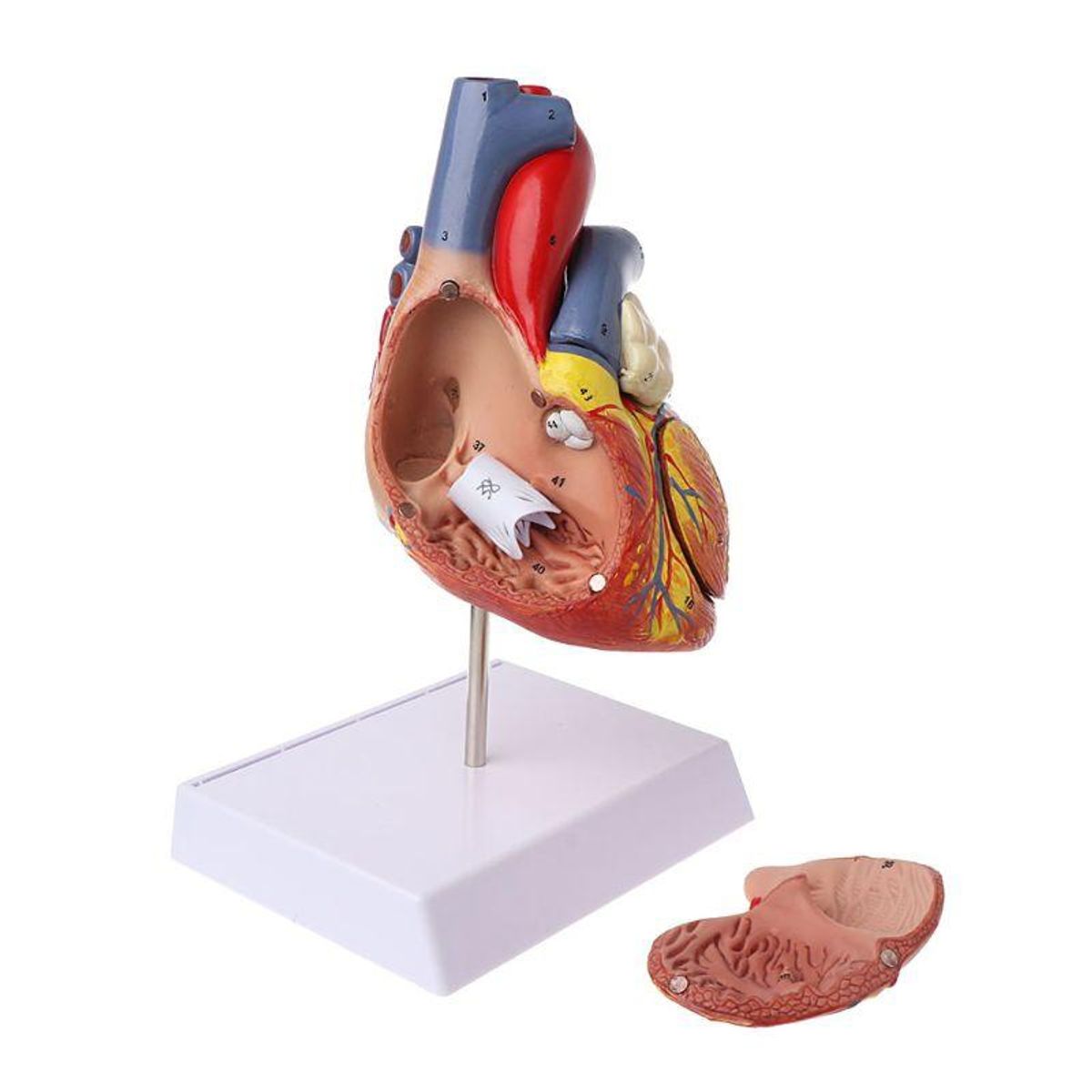 GENERICO - Corazn Modelo Anatmico Para Estudiante