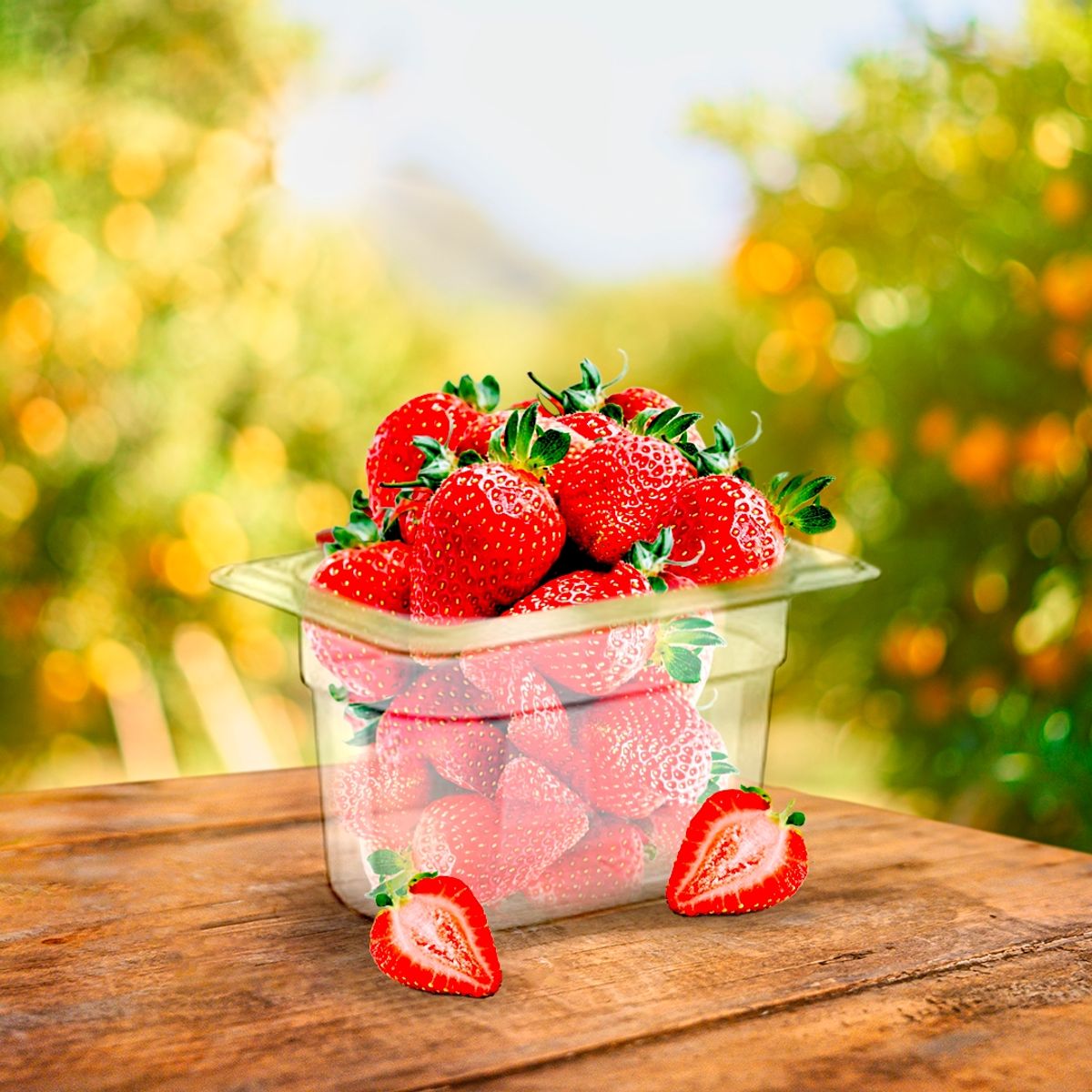 GASTROPLAST - CONTENEDOR POLICARBONATO TRANSPARENTE 19x10 cms IMAHE