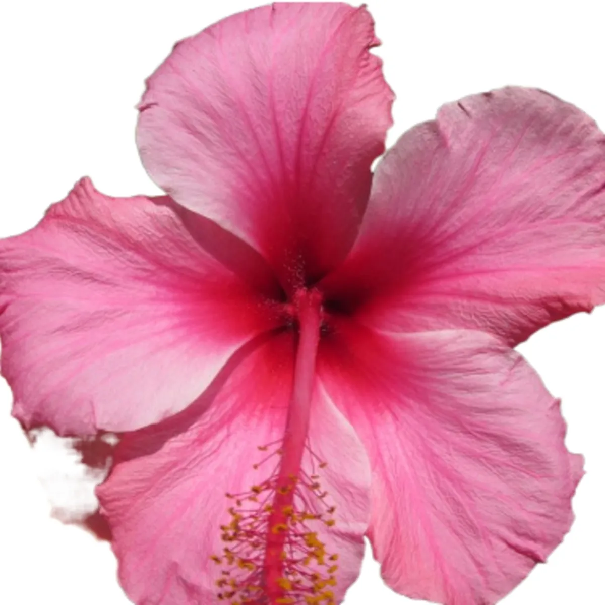 GROW SWEET - Sustrato Premium 50 Lts