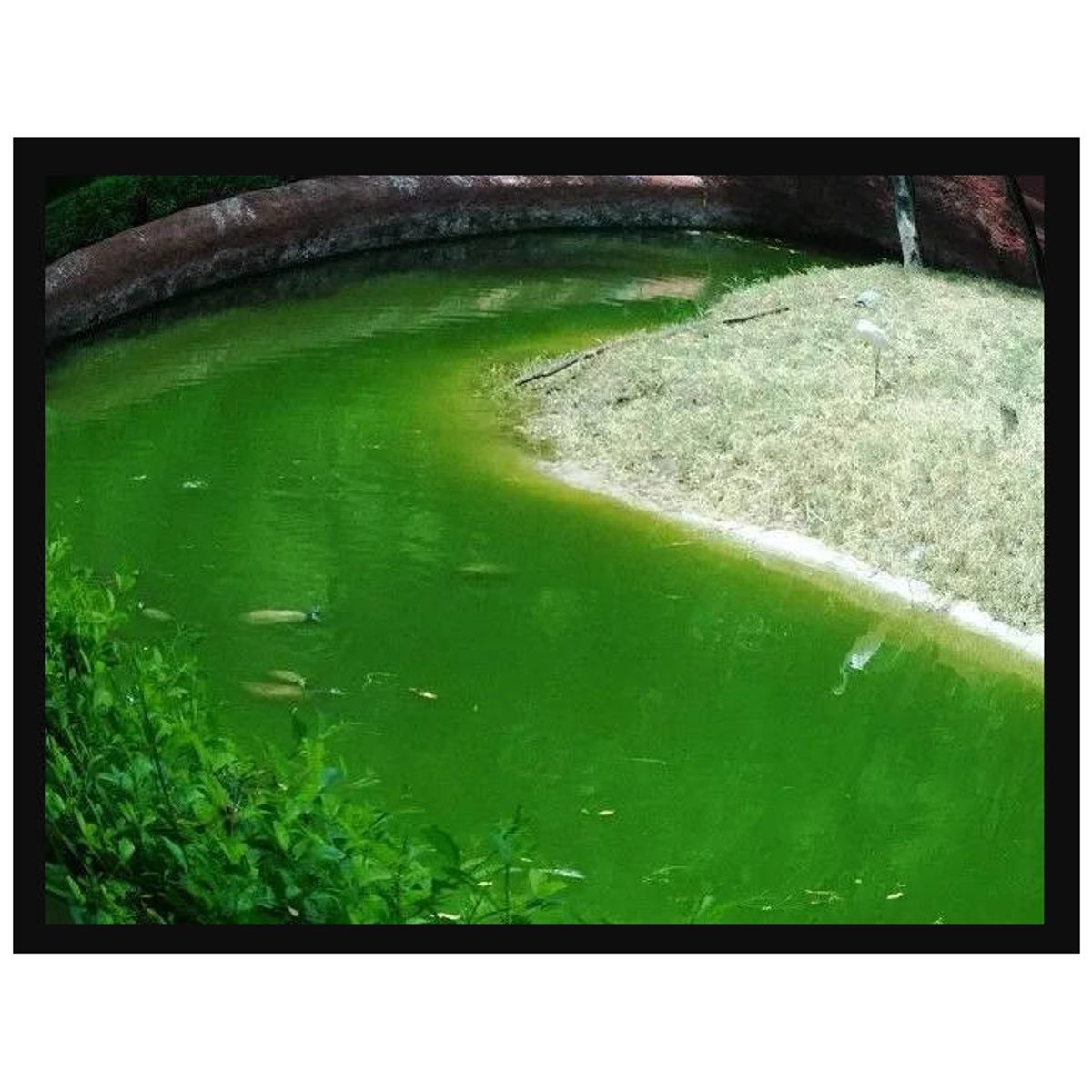 GENERICO - Tropical Algin Pond 250ml antialgas para estanques