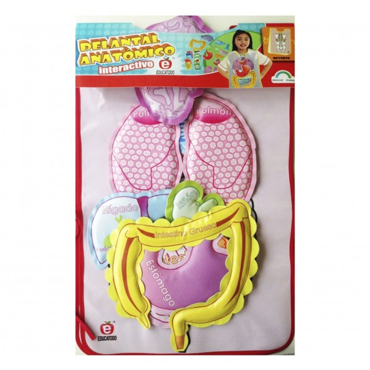 GALILEO - Delantal Anatómico Interactivo