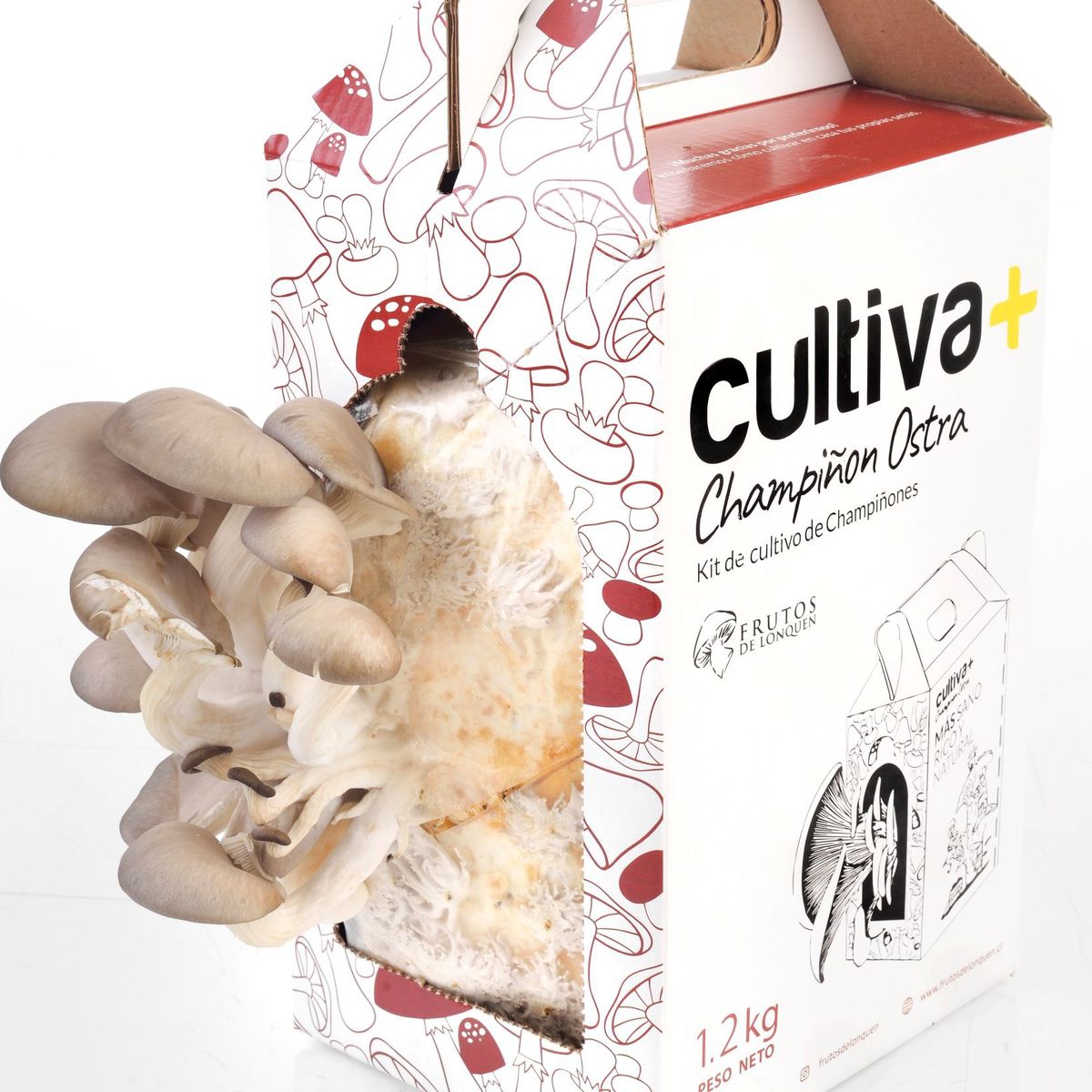 FRUTOS LONQUEN - Kit de autocultivo de champiñon de ostra