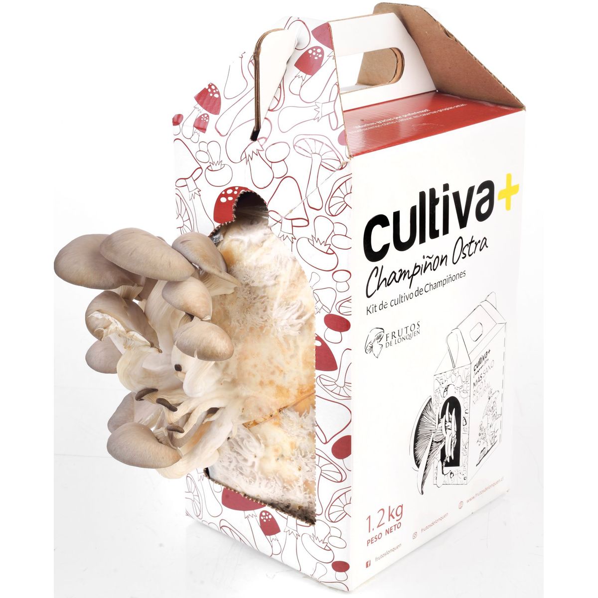 FRUTOS LONQUEN - Kit de autocultivo de champiñon de ostra