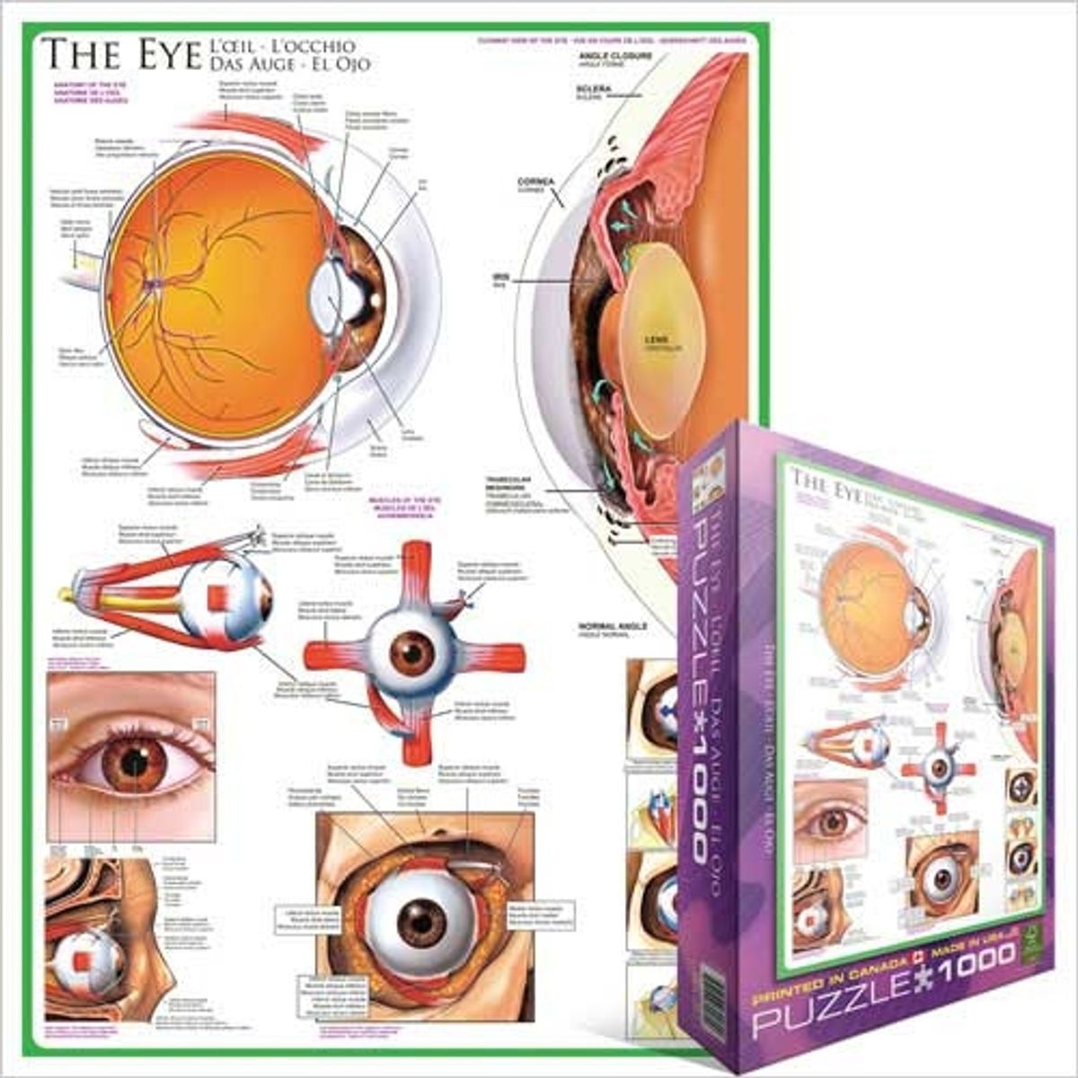 EUROGRAPHICS - EUROGRAPHICS 6000-0260 THE EYE PUZZLE 1000 PIEZAS