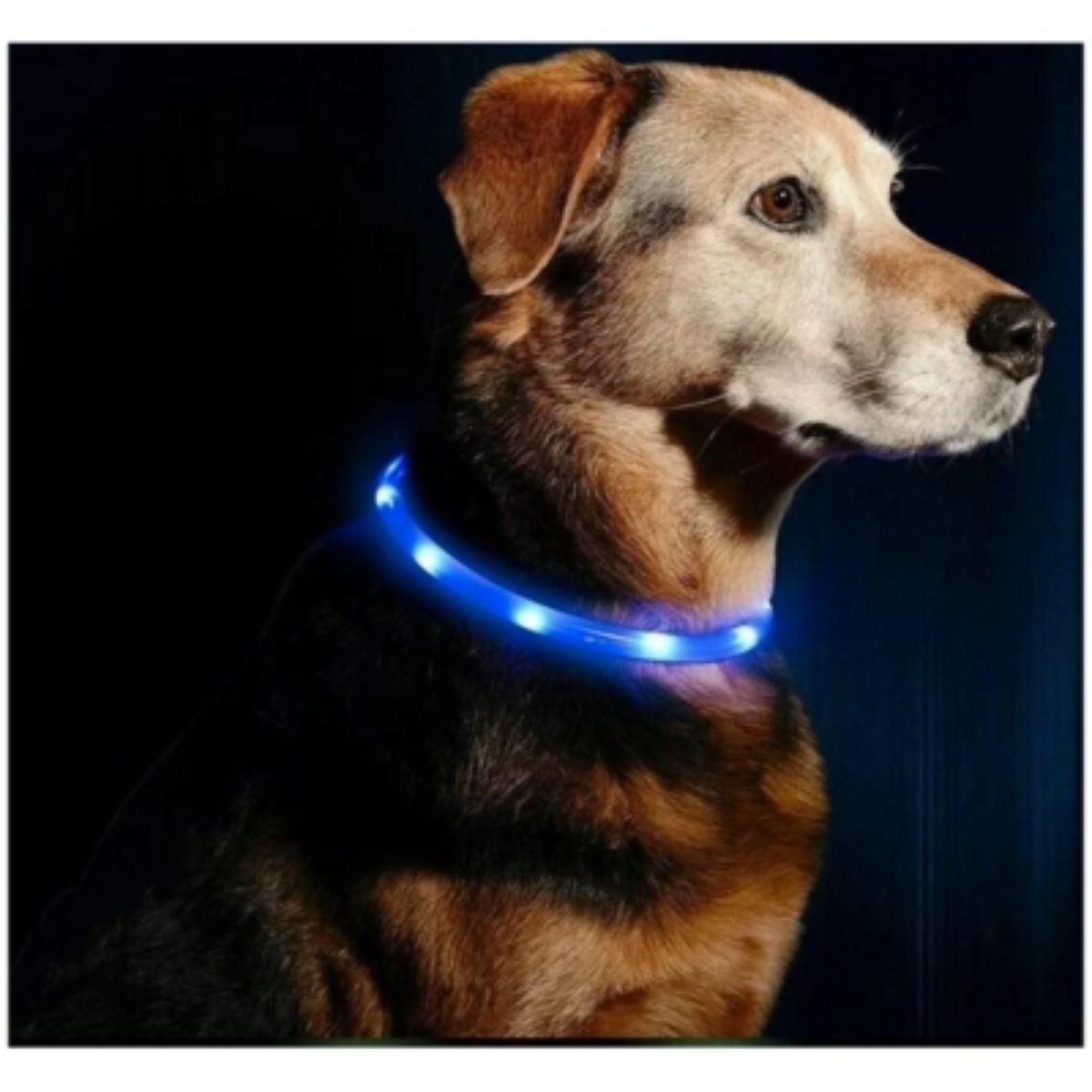GENERICO - Collar Para Perro Luminoso 50 Cm Luz Led Carga Usb Luz Azul