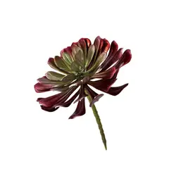 ML DESIGN - Suculenta L rojo Campiña ML