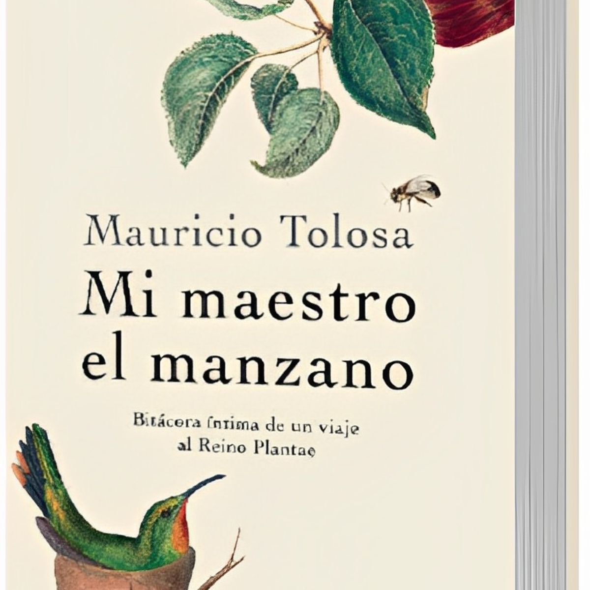 TOP10BOOKS - LIBRO MI Maestro El Manzano - Mi Maestro El Manzano