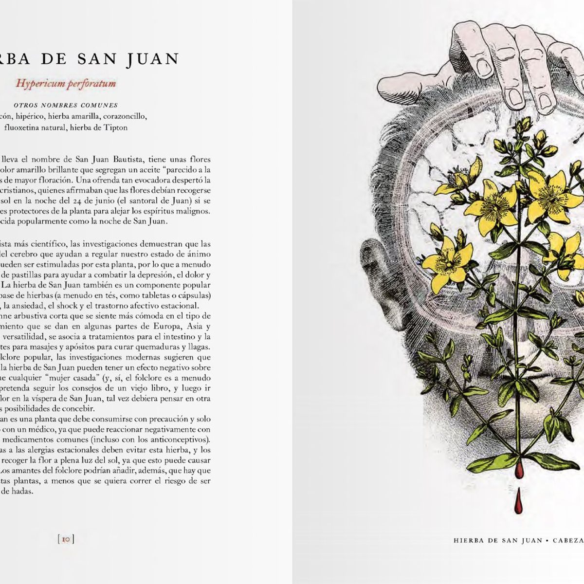EDITORIAL CONTRAPUNTO - El Jardín De Las Plantas Medicinales