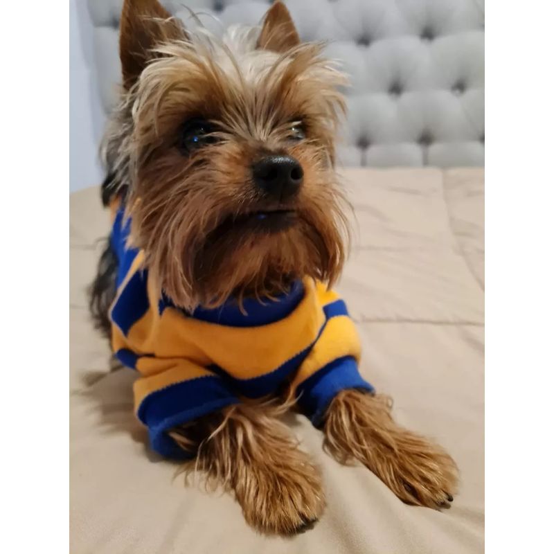 IDS - Sweater Mateo Para Mascota Perro Gato XL