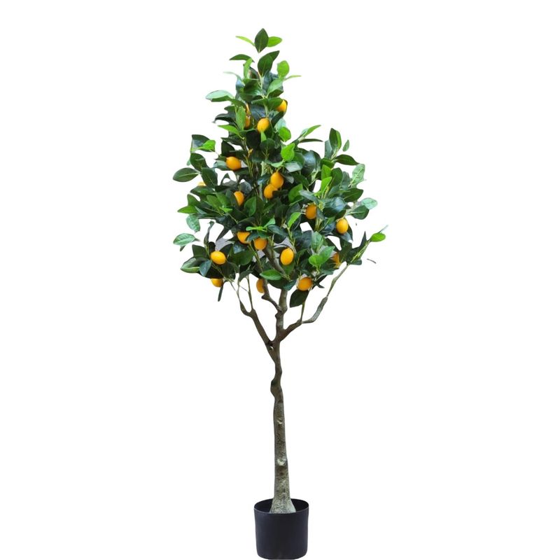 ML DESIGN - Arbol Mandarino Campiña ML