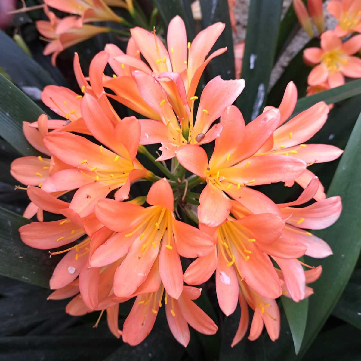 GROW SWEET - Pack 40L - Fibra de Coco Perlita Humus y Turba Rubia