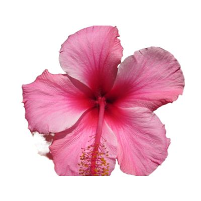 Imagen 2 del producto Jabón Potásico 250 Ml, Orgánico No Afecta A Las Plantas.