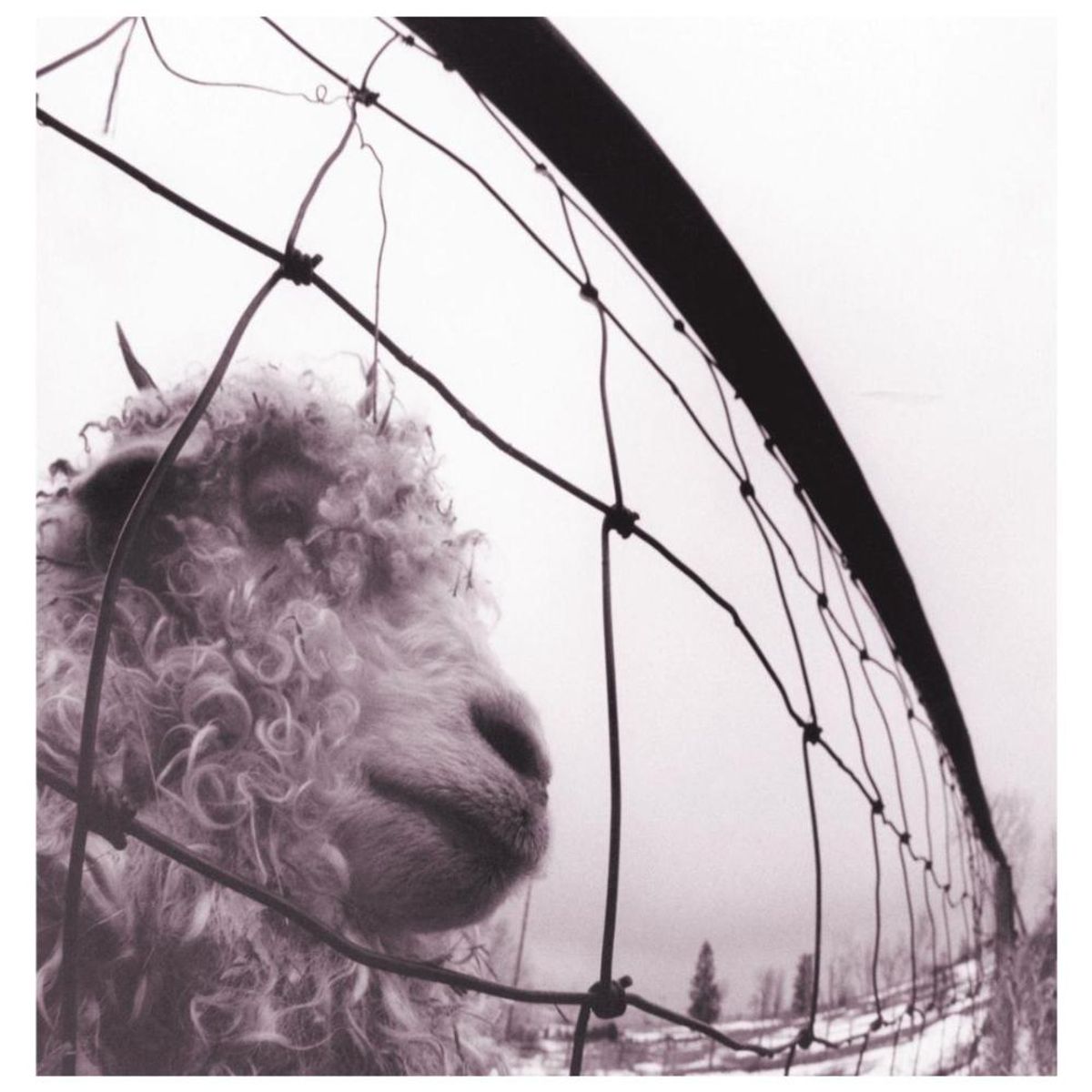 HITWAY MUSIC - PEARL JAM - VS - VINILO