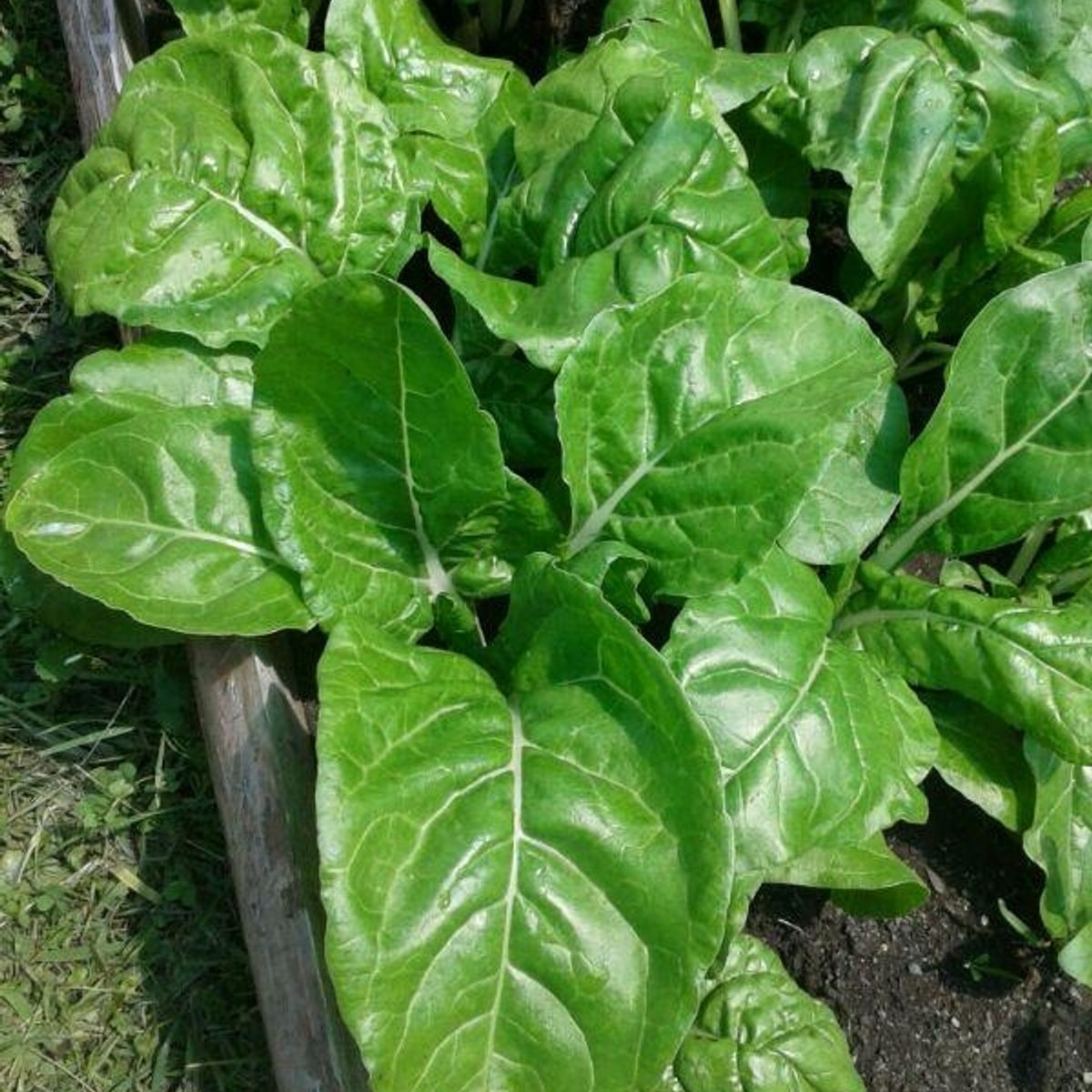 GROW SWEET - Vegetativo Orgánico artesanal