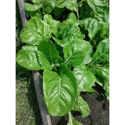 Imagen 2 del producto Vegetativo Orgánico artesanal