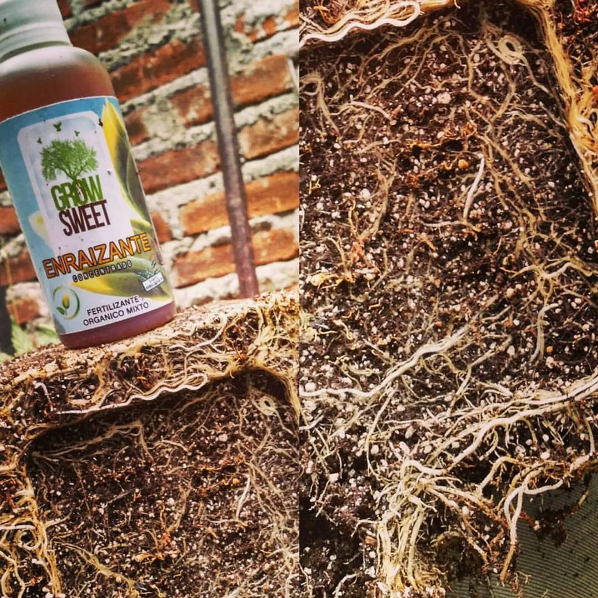 GROW SWEET - Enraizante Orgánico ecológico