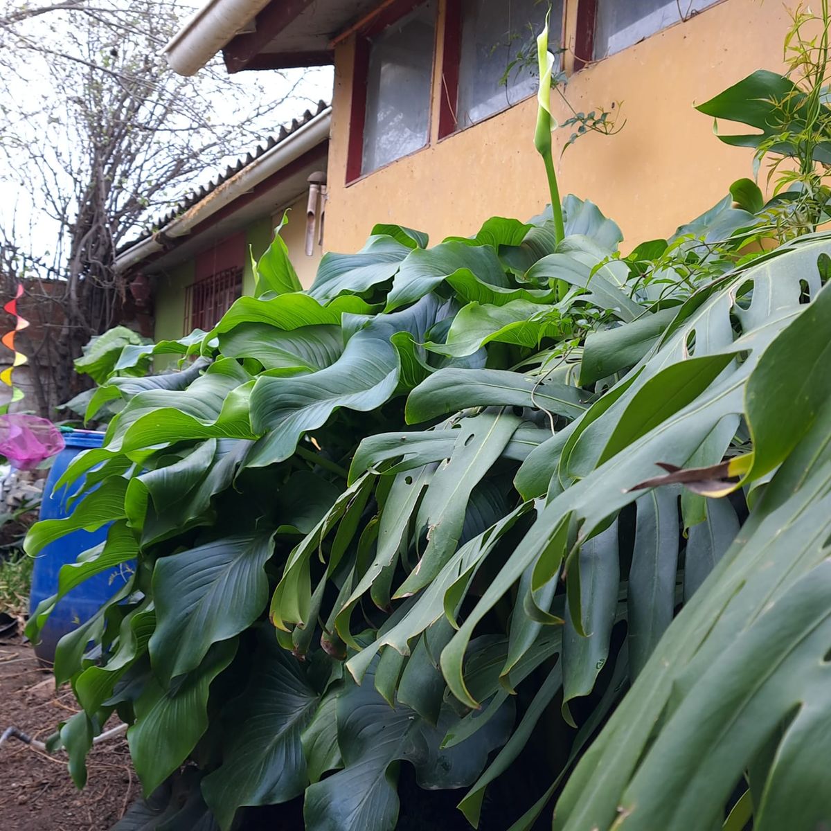 GROW SWEET - Vegetativo 60 Ml Orgánico Alta Concentración De Nitrógeno