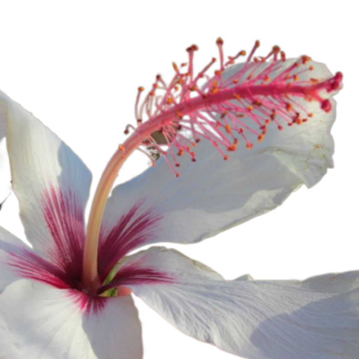 GROW SWEET - Floración Fertilizante  Orgánico