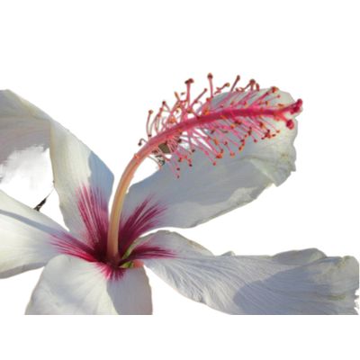 Imagen 2 del producto Floración Fertilizante Orgánico