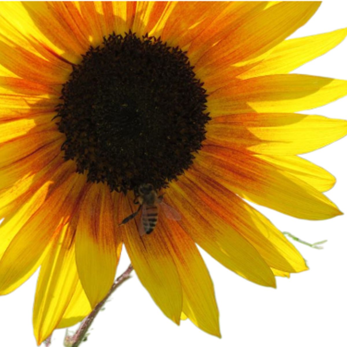 GROW SWEET - Control De Plagas organico