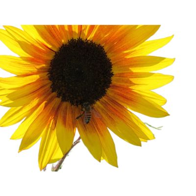 Imagen 2 del producto Control De Plagas organico