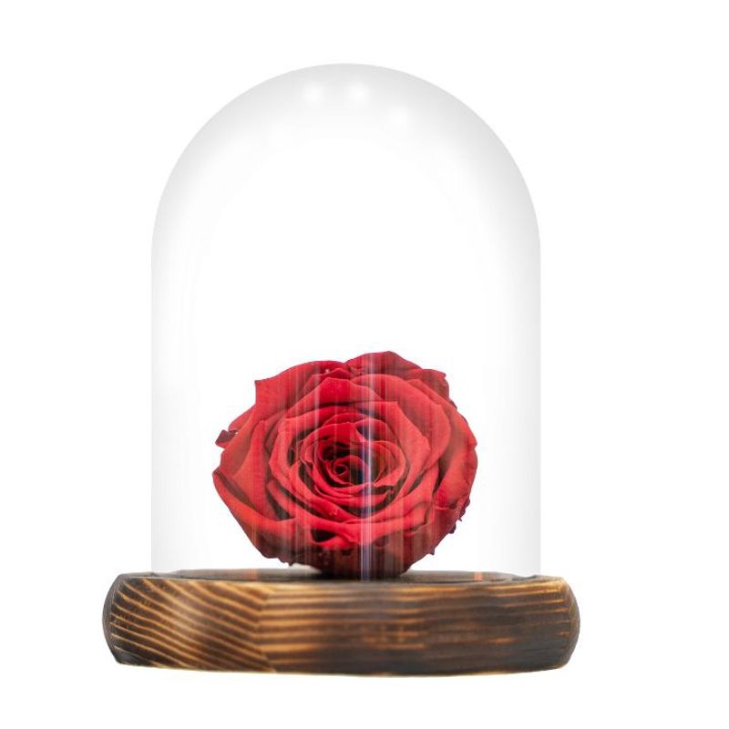 GENERICO - Rosa natural eterna roja, dura 5 años