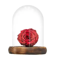 GENERICO - Rosa natural eterna roja, dura 5 años