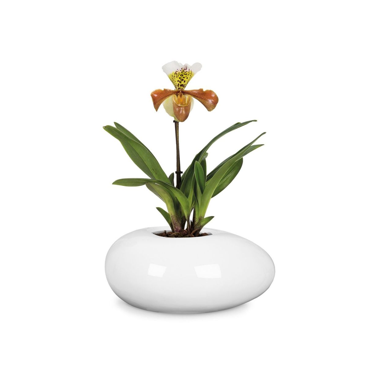 SCHEURICH - Macetero Cerámica Orquídea 29 cm Blanco