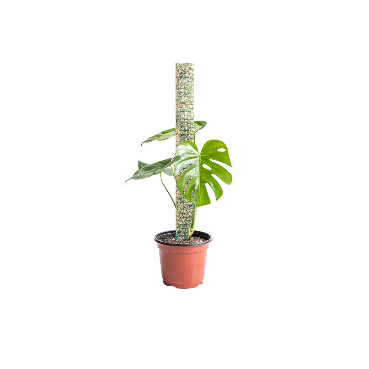 GENERICO - Tutor para plantas 50 cm, malla con musgo sphagnum