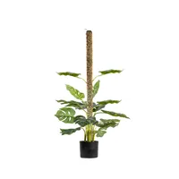 Tutor para Plantas de 100 cm, musgo sphagnum vivo