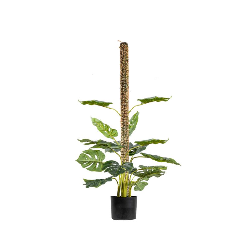 GENERICO - Tutor para Plantas de 100 cm, musgo sphagnum vivo